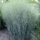 PANICUM VIRGATUM HEAVY METAL