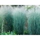 PANICUM VIRGATUM HEAVY METAL