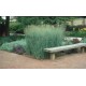 PANICUM VIRGATUM HEAVY METAL