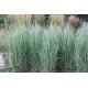 PANICUM VIRGATUM HEAVY METAL