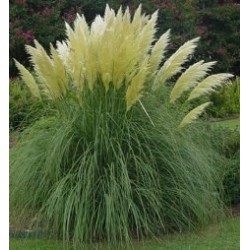 CORTADERIA SELLOANA WHITE - TRAWA PAMPASOWA