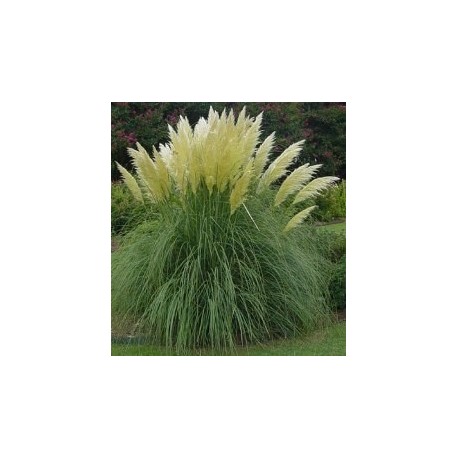 CORTADERIA SELLOANA WHITE - TRAWA PAMPASOWA