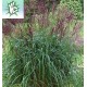 MISCANTHUS 'KRATER'