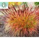 MISKANTHUS SIOUX