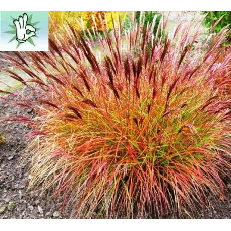 MISKANTHUS SIOUX