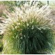 MISCANTHUS VANILLY SKY
