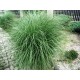 MISCANTHUS YAKU JIMA