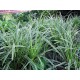 CAREX MORROWII ICE DANCE