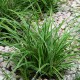 CAREX MORROWII ICE DANCE