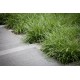 CAREX MORROWII ICE DANCE