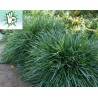 Sesleria Caeurela ( sesleria skalna )