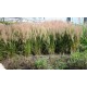 STIPA BRACHYTRICHA