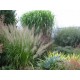 STIPA BRACHYTRICHA