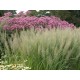 STIPA BRACHYTRICHA