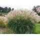 MISCANTHUS HERMEN MUSSEL