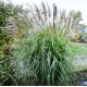 MISCANTHUS HERMEN MUSSEL