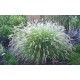 PENNISETUM CASSIAN