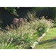 PENNISETUM CASSIAN