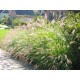 PENNISETUM CASSIAN