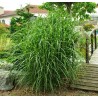 MISCANTHUS PUNKTCHEN