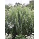 MISCANTHUS GIRAFFE