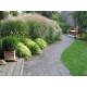 MISCANTHUS VANILLY SKY