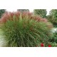 MISCANTHUS HURON SUNRISE