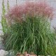 MISCANTHUS HURON SUNRISE