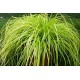 CAREX GOLD FOUNTAIN