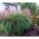 MISCANTHUS 'KRATER'