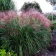 MISCANTHUS 'KRATER'