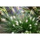 PENNISETUM LITTLE BUNNY (mały króliczek)