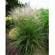 MISCANTHUS KLEINE SILBERSPINNE