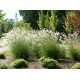 MISCANTHUS KLEINE SILBERSPINNE