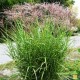 MISCNTHUS STRICTUS DWARF (miskant krasnolud)