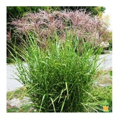 MISCNTHUS STRICTUS DWARF (miskant krasnolud)