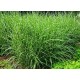 MISCNTHUS STRICTUS DWARF (miskant krasnolud)