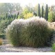MISCANTHUS SILBERSPINNE