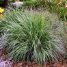 SCHIZACHYRIUM PRAIRIE BLUES(palczatka miotlasta)