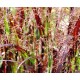 PANICUM SANGRIA (proso)