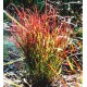 PANICUM SANGRIA (proso)