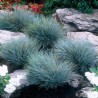 Festuca Eliajh Blue (kostrzewa niebieska)