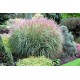 MISCANTHUS 'KRATER'