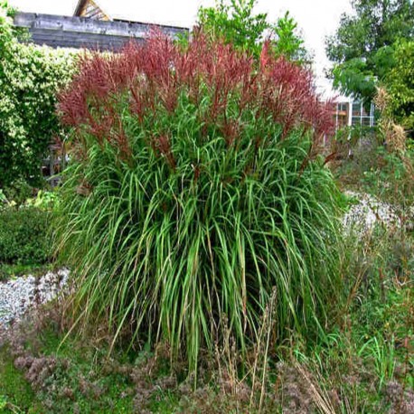 MISCANTHUS 'KRATER'