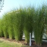 Miscanthus Sarabande