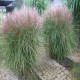 MISCANTHUS YAKU JIMA