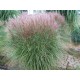 MISCANTHUS YAKU JIMA