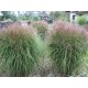 MISCANTHUS YAKU JIMA