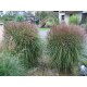 MISCANTHUS YAKU JIMA