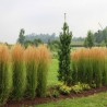 Calamagrostis Karl Foerster (trzcinnik ostrokwiatowy)